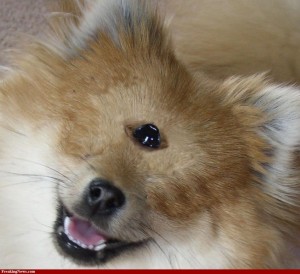 Pomeranian Cyclops