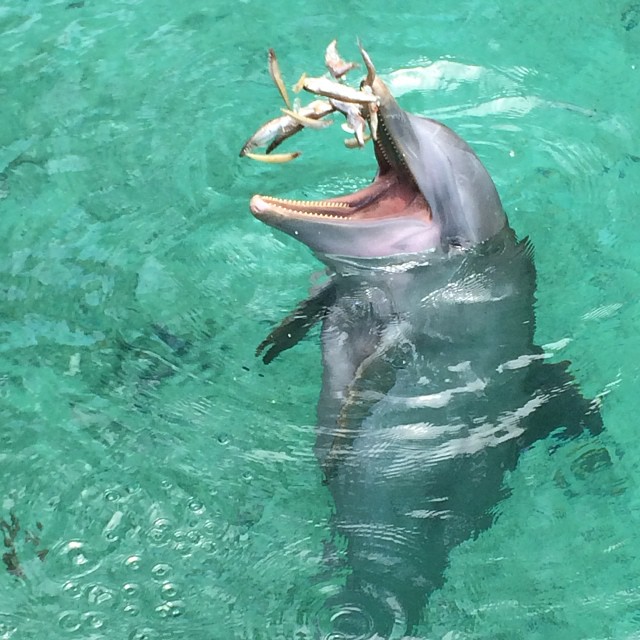 blue lagoon island-dolphin eating fish 