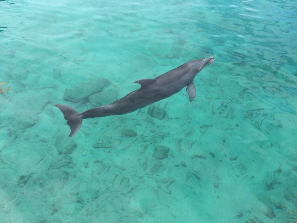 blue lagoon island-nassau dolphin encounter