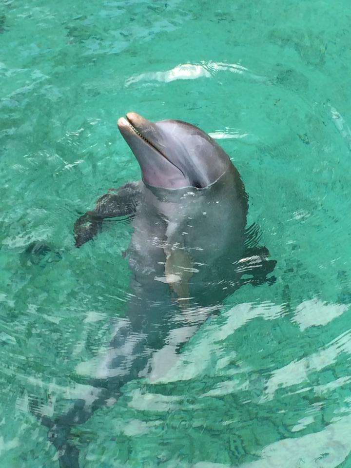 blue lagoon island-picture of cute dolphin 