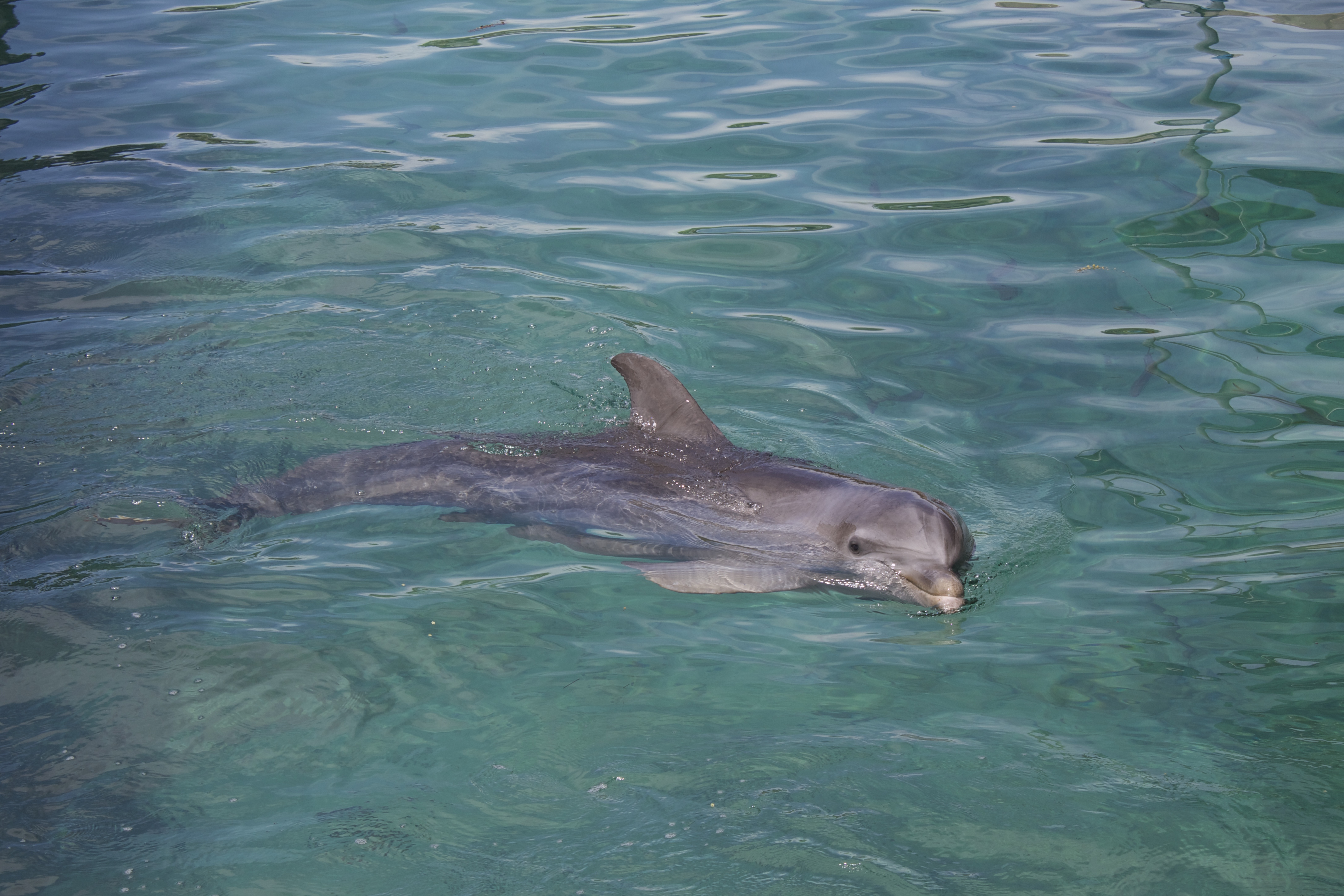 blue lagoon island-pictures of dolphins in water 