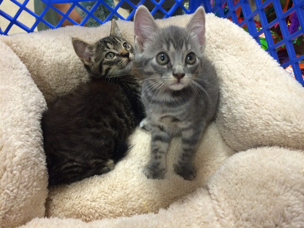 kittens at petsmart