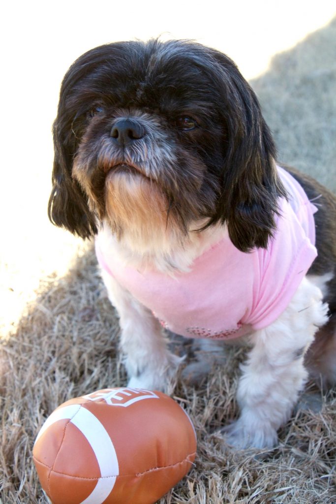 mvp of football-dog pictures 