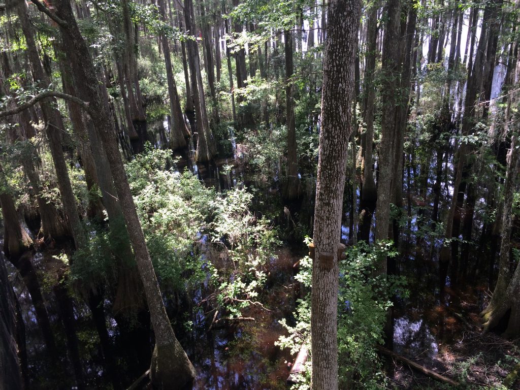 florida swamp pictures 