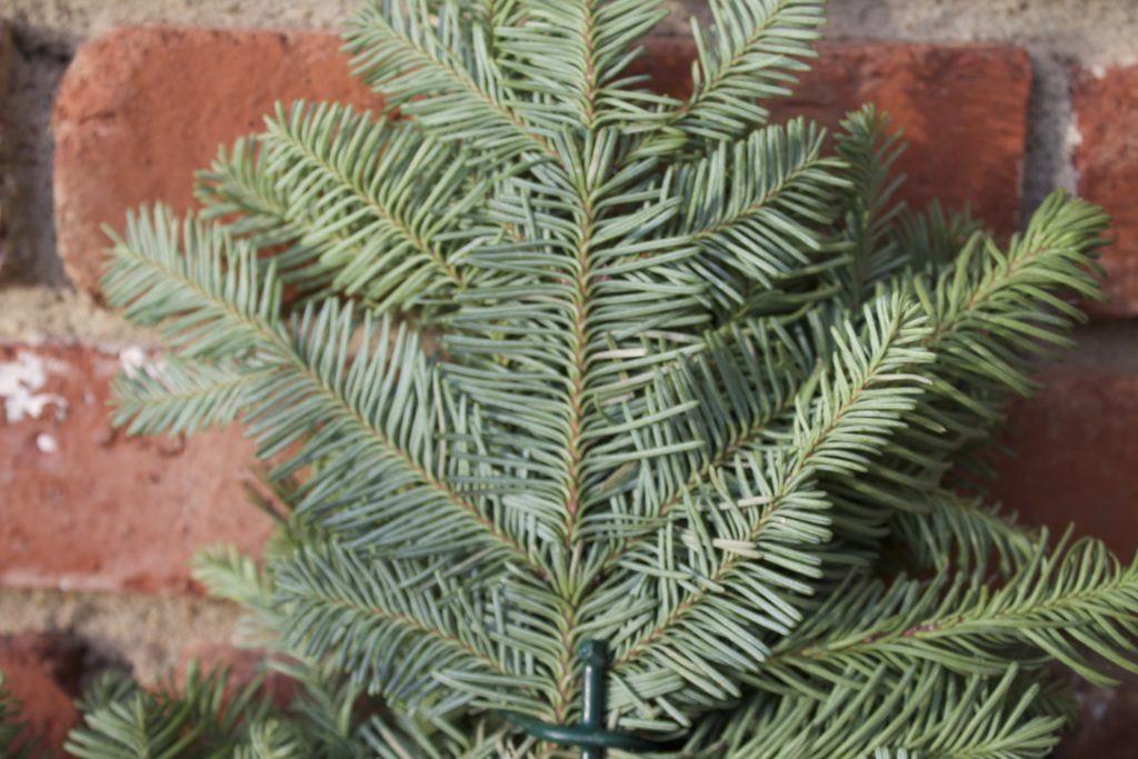 real life wreath for Christmas 