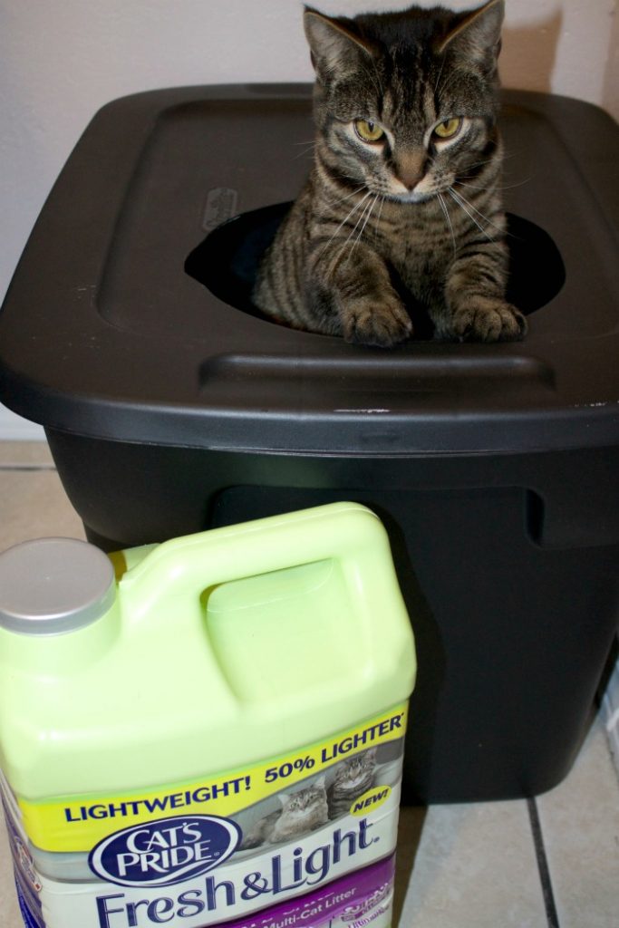 DIY Mess Free Cat Litter Box Mom Luck